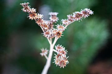 Pflanzen und Blüten im Winter, Raureif an Pflanzen, Eis Makro
