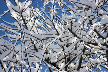 trees in snow, winter, icing, element, disaster, severe weather, cataclysms, fairy-tale nature