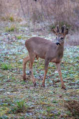 Jeune cerf