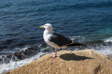 Fototapeta na wymiar Seagull standing on rock near the beach.