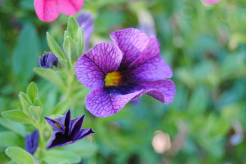 fiore