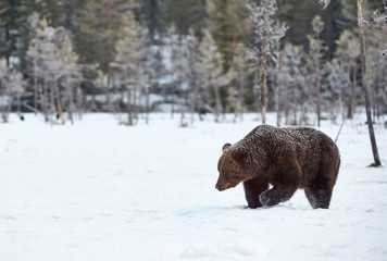 Brown bear walking in the snow