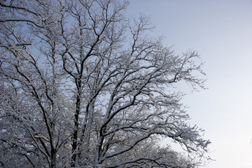 Fototapeta na wymiar Forest in winter, trees in snow, snowy fairy-tale nature