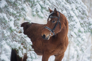 Portait of a horse in snowy winter forest