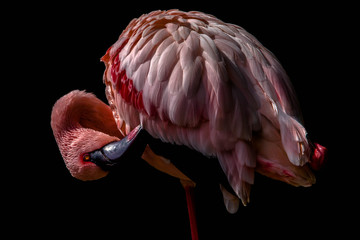 Flamingo im Zoo Leipzig
