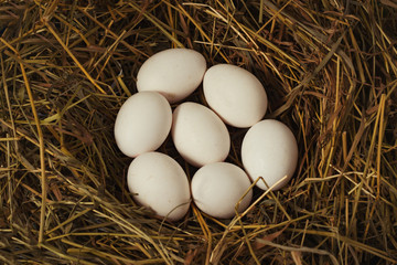 White Chicken Eggs in the Nest. Flat lay, top view