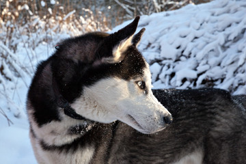 Dog breed Siberian husky potrait in profile in winter forest