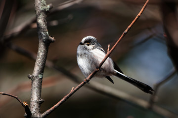 Obraz premium Long-tailed Tit, Tit, Aegithalos caudatus