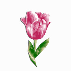 polygonal tulip pink volumetric with shadow isolated for congratulations