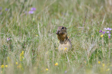 Europäischer Ziesel 
