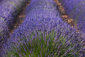 Fototapeta na wymiar Beautiful lavender flowers