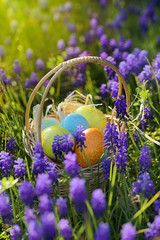 Easter concept. Easter eggs in a wicker basket in lilac flowers muscari  (Muscari neglectum. Muscari botryoides) in the sun. Easter mood
