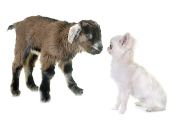 kid and puppy