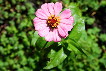 Pink Flower