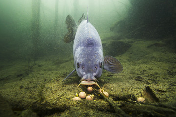 Freshwater fish carp (Cyprinus carpio) feeding with boilie in the beautiful clean pound. Underwater...