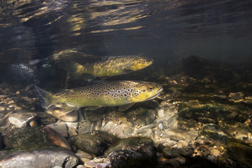 Underwater photography of brown trout (Salmo trutta) preparing for spawning in small creek....