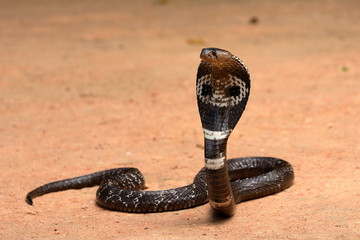 Fototapeta premium Südasiatische Kobra oder Brillenschlage in Sri Lanka 