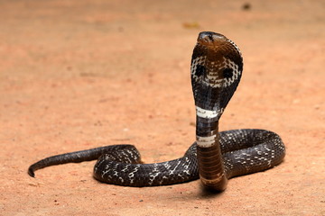 Südasiatische Kobra oder Brillenschlage in Sri Lanka  