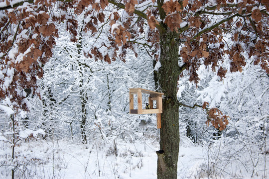 Bird Feeder Hangs On A Tree In The Winter. A Lot Of Snow.