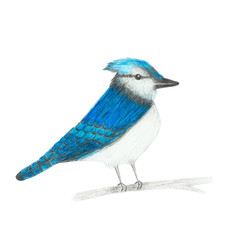 Colored pencil drawing, sketch, illustration of blue jay bird isolated on white background.