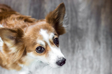 close-up portrait of a dog
