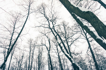 Trees in the winter forest