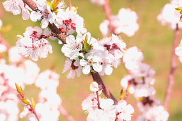 Young spring cherry branch flowers close-up on colourful bokeh background