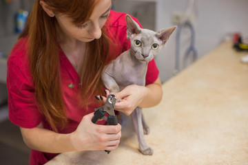 Hairless sphinx cat with beautiful veterinarian doctor. Veterinary clinic.