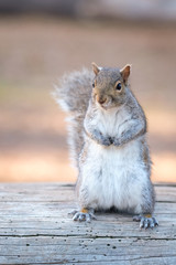 California ground squirrel, Otospermophilus beecheyi