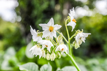 Flowers of potatoes on a bush. Flowering potatoes. White flowers.