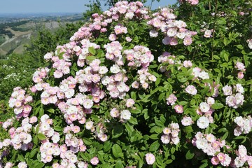 cespuglio di rose, al giardino della rosa antica, Serramazzoni