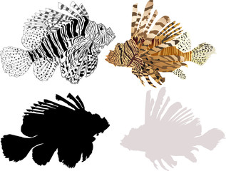 red lionfishes isolated on white