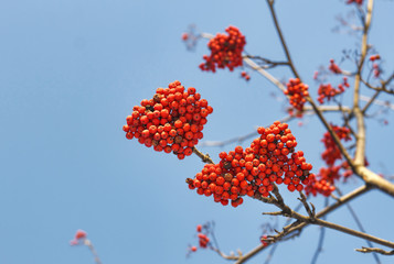 Branches of mountain ash (rowan) with bright red berries