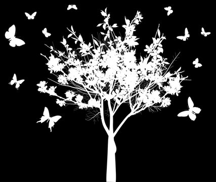 spring white tree and butterflies isolated on black