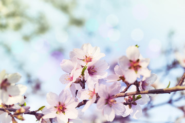 Spring blossom cherry background of white and pink flowers