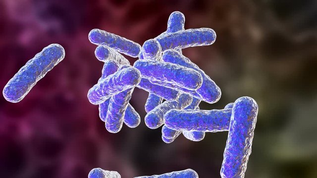 Pseudomonas Bilder Durchsuchen 1,670 Archivfotos, und
