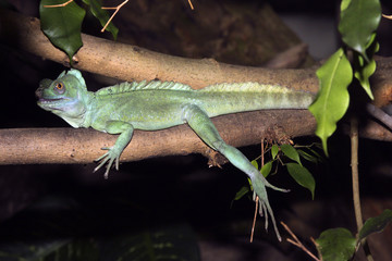 Wasseragamen (Physignathus) oder Wasserdrachen, auf Ast sitzend 