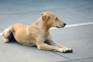 A brown thin dog lying on the concrete floor. Selective focus. Animal concept.