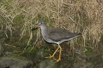 Kleine Gelbschenkel (Tringa flavipes)