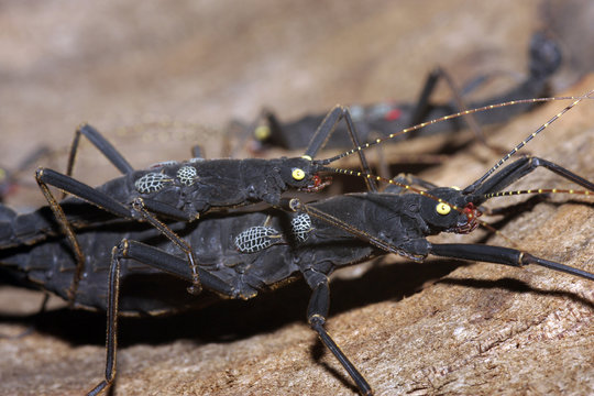  Samtschrecke, Samtstabschrecke oder Rotgeflügelte Samtschrecke (Peruphasma schultei)