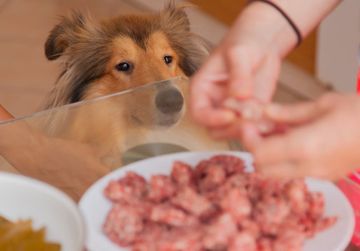 Rough collie dog demanding food from table meatballs