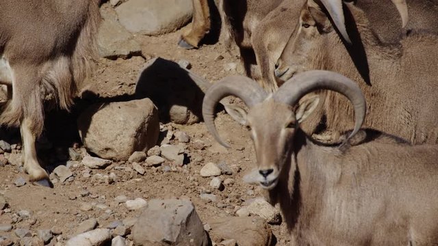 Aoudad close up on animal in herd sheep barbary