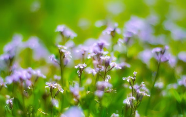 low-contrast flowering plants