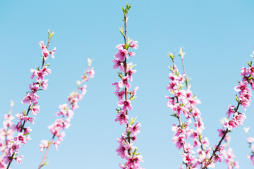 Close up of cherry blossoms on a clear day