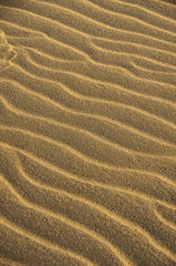 砂丘の風紋