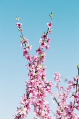 Close up of cherry blossoms on a clear day 