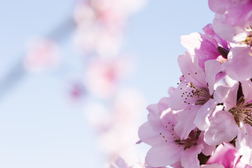 Blurred picture of a twig with peach flowers and blossoms