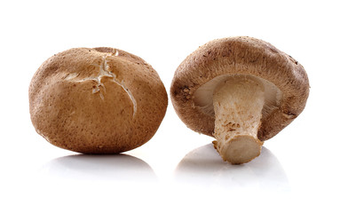 Shiitake mushroom isolated on white background.