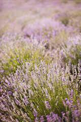 Obraz premium lavender - lavender flowers in the setting sun