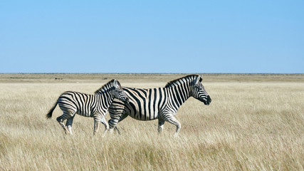 Fototapeta na wymiar Two zebras, mom and puppy
